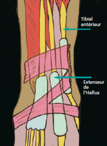Partie 2 Le Plan Ant rieur La M decine Du Sport