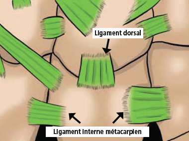 Le carpe bossu du sportif fig12