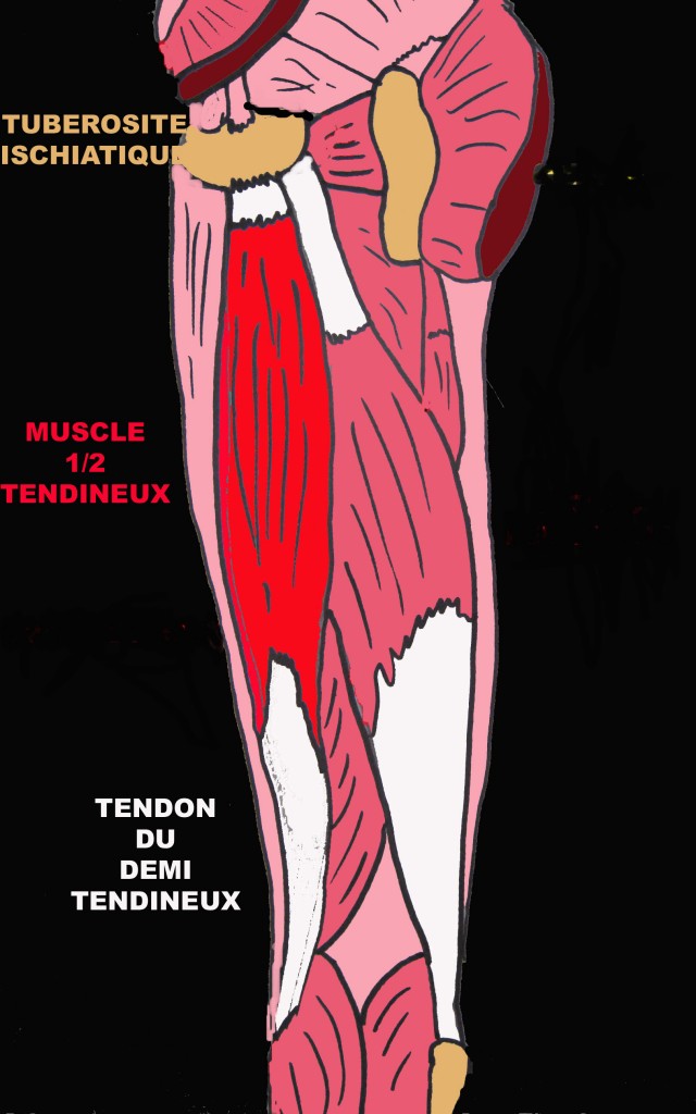 Tendinopathies de la face postérieure du genou Anatomie et prise en charge La médecine du sport
