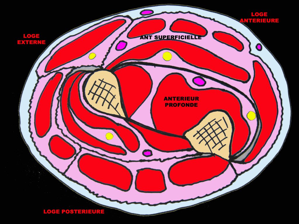 Série douleurs des avantbras chez un motocycliste professionnel La