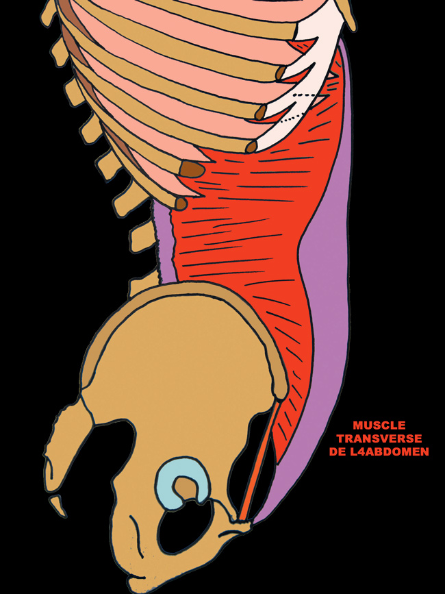 pubalgie-5