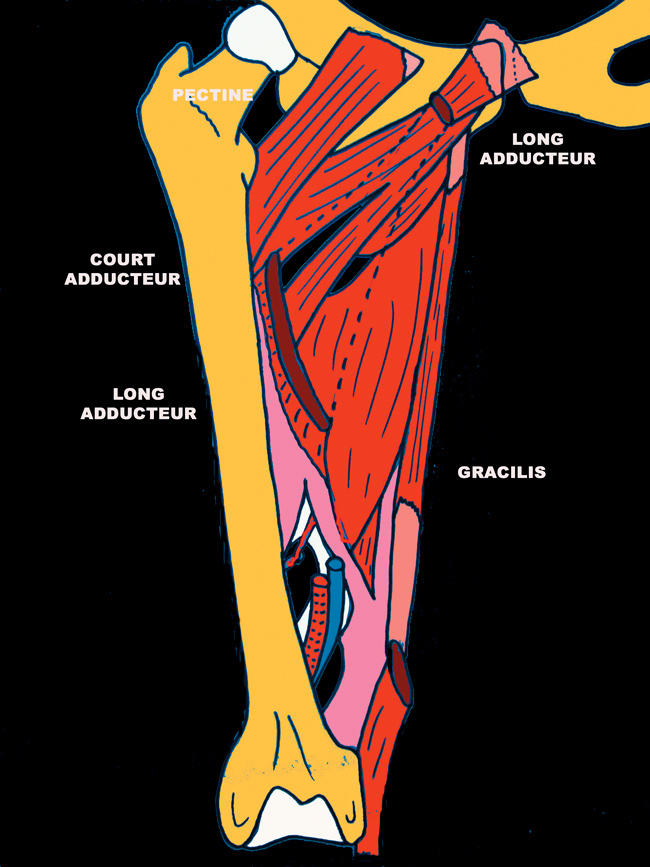 pubalgie-7