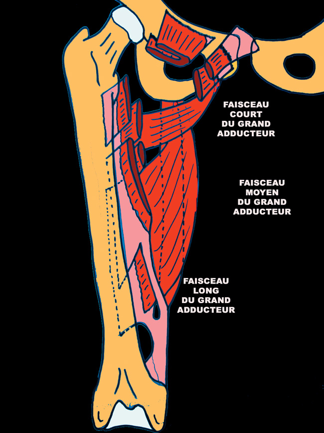 pubalgie-8